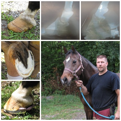 horse farriers